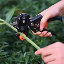 Outil de greffage de semis de vigne, outil à main